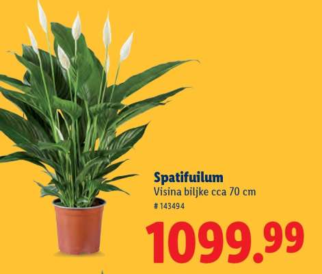Spatifilum