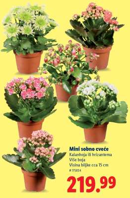 Mini sobno cveće
