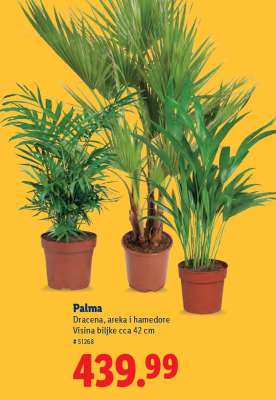 Palma