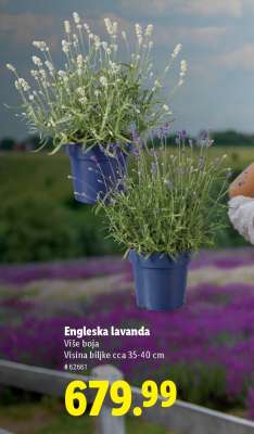 Engleska lavanda
