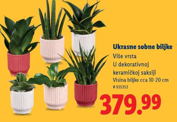Ukrasne sobne biljke