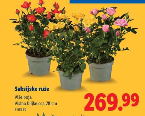 Saksijske ruže