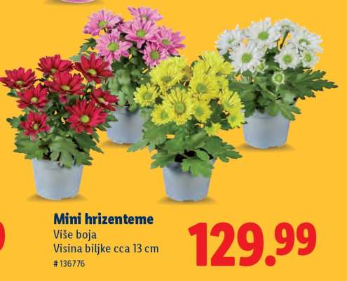 Mini hrizenteme
