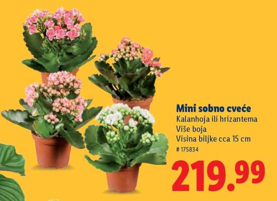 Mini sobno cveće