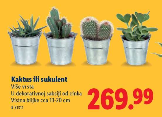 Kaktus ili sukulent