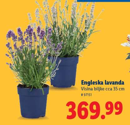 Engleska lavanda
