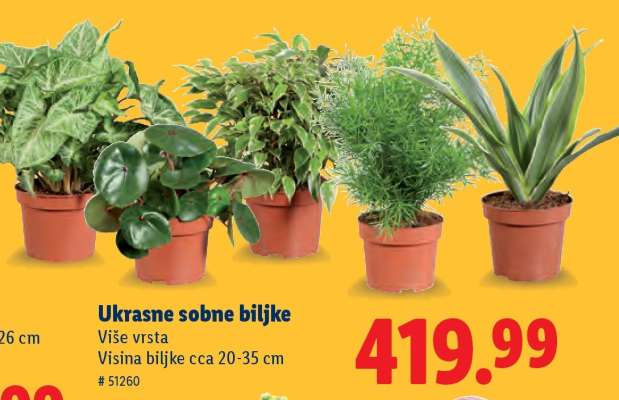 Ukrasne sobne biljke