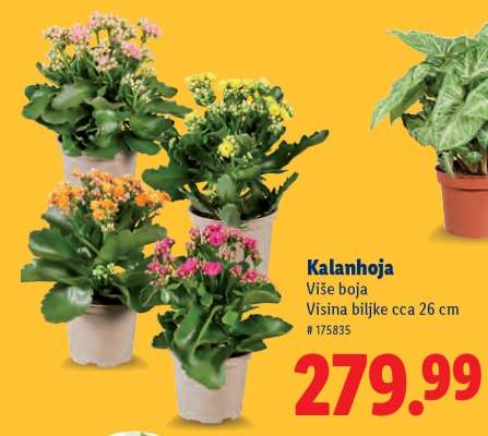 Kalanhoja