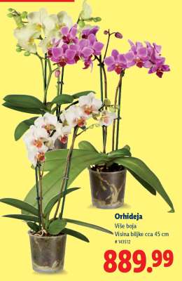 Orhideja