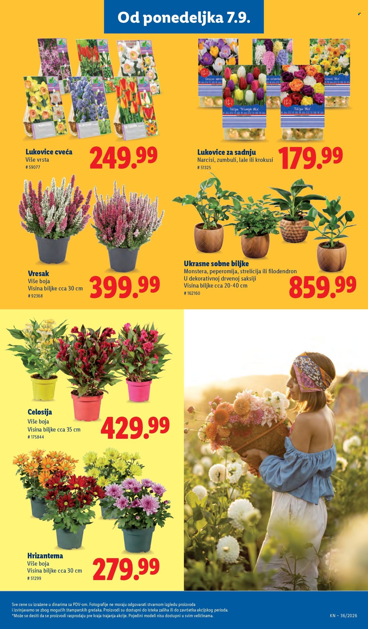 Lidl katalog - 03.09.2026 - 09.09.2026. Stranica 83