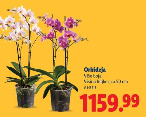 Orhideja