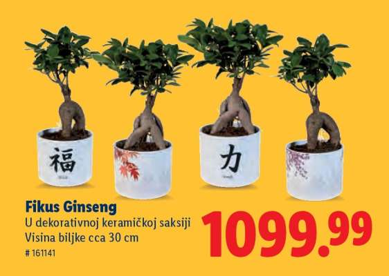 Fikus Ginseng