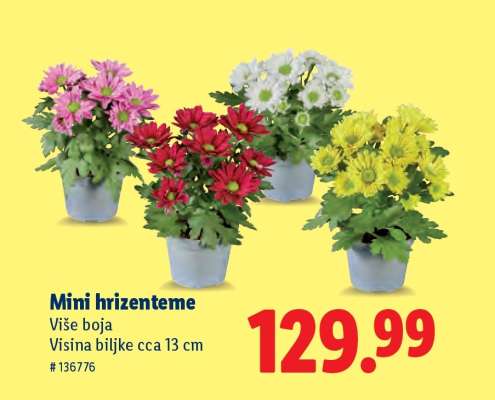 Mini hrizenteme