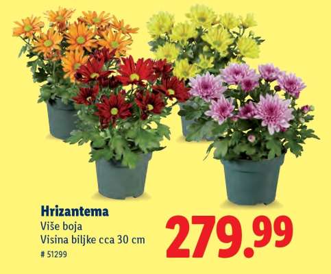 Hrizantema