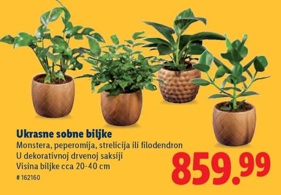 Ukrasne sobne biljke