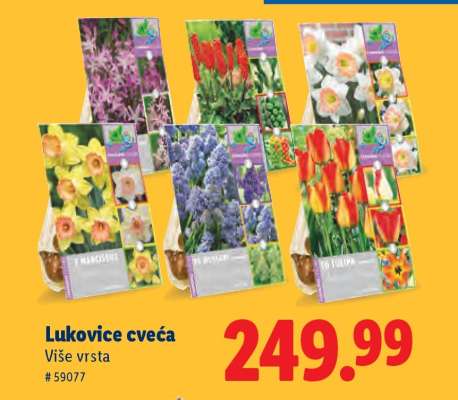 Lukovice cveća