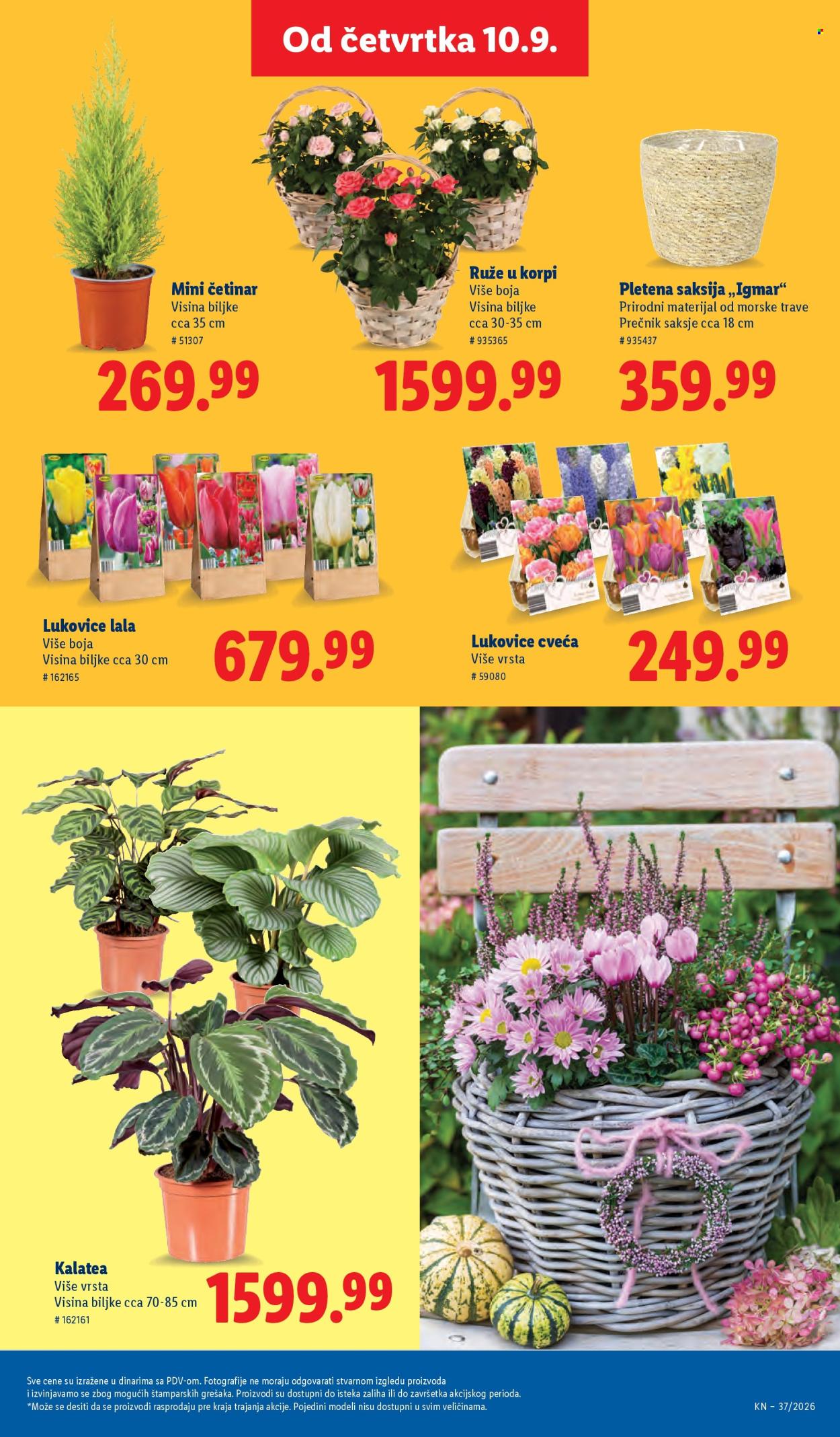Lidl katalog - 10.09.2026 - 16.09.2026. Stranica 61