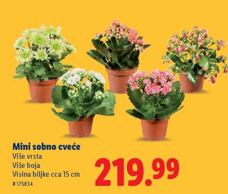 Mini sobno cveće