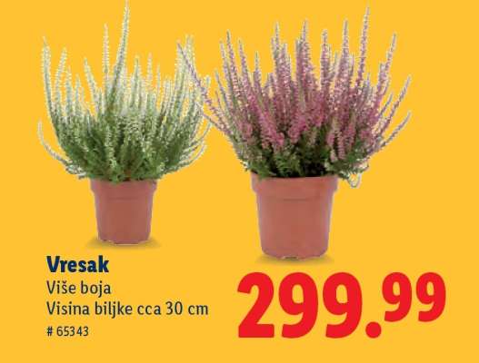 Vresak