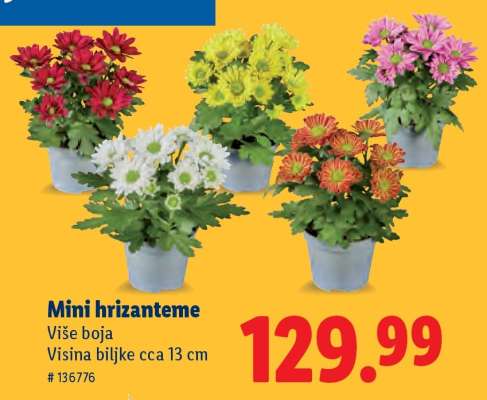 Mini hrizanteme