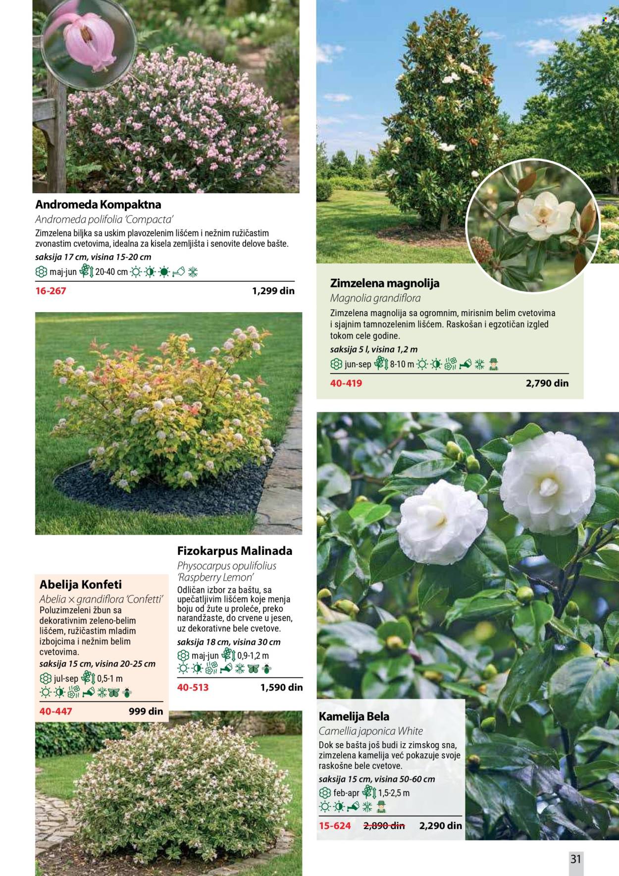 Flora Ekspres katalog. Stranica 31