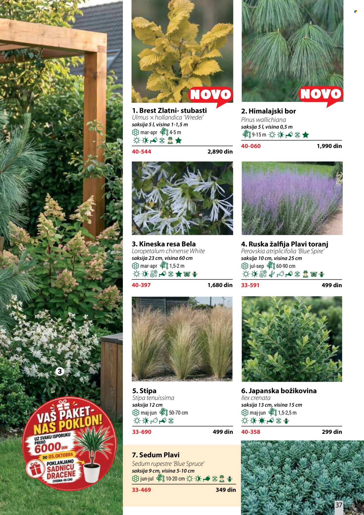 Flora Ekspres katalog. Stranica 37