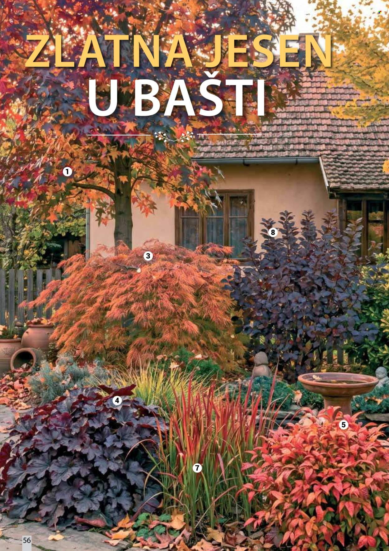 Flora Ekspres katalog. Stranica 56