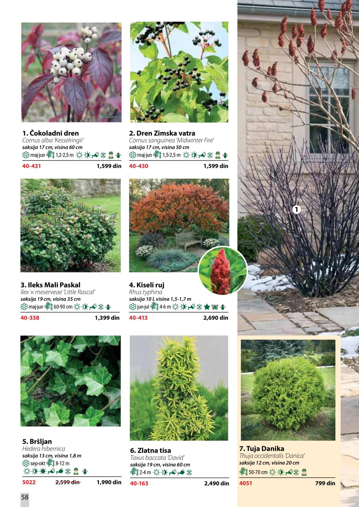 Flora Ekspres katalog. Stranica 58
