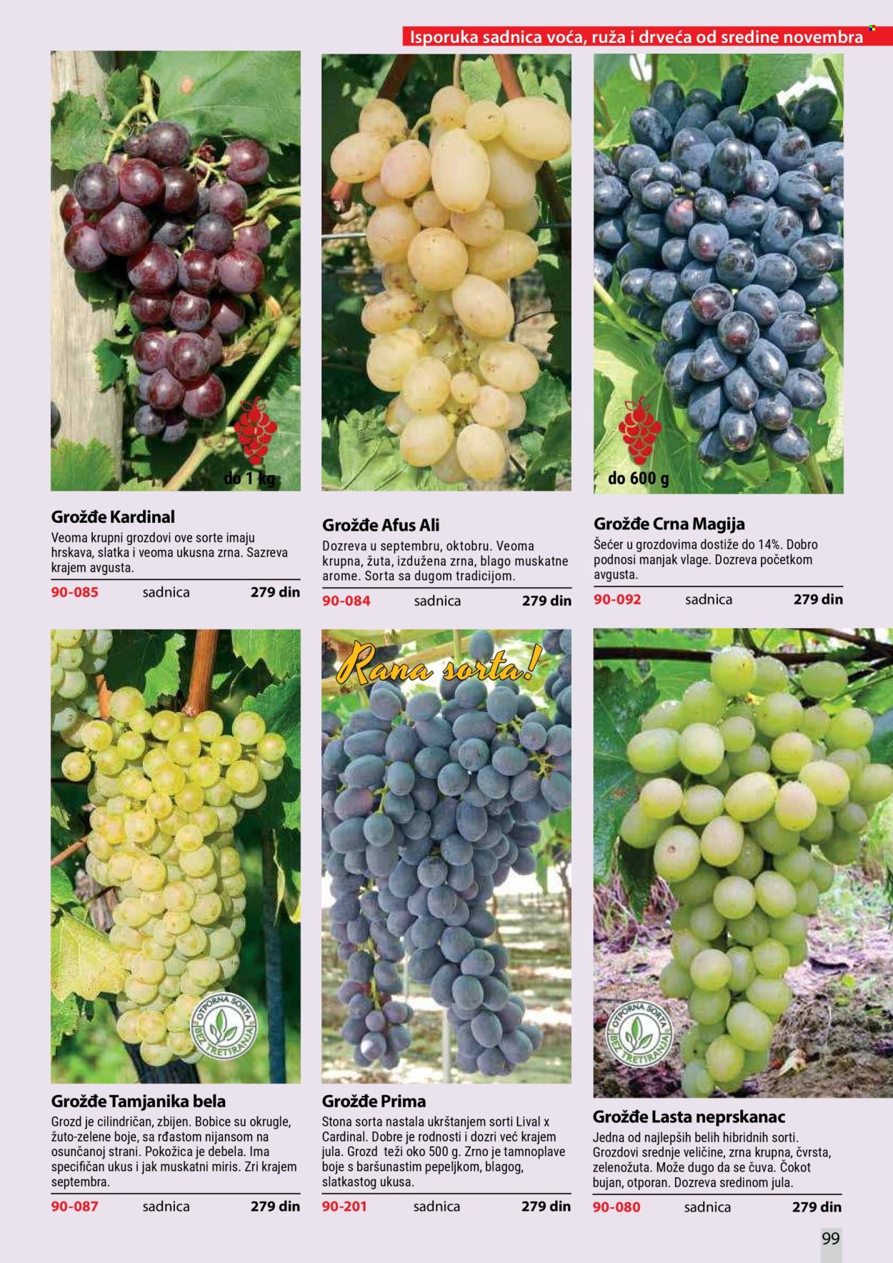 Flora Ekspres katalog. Stranica 99