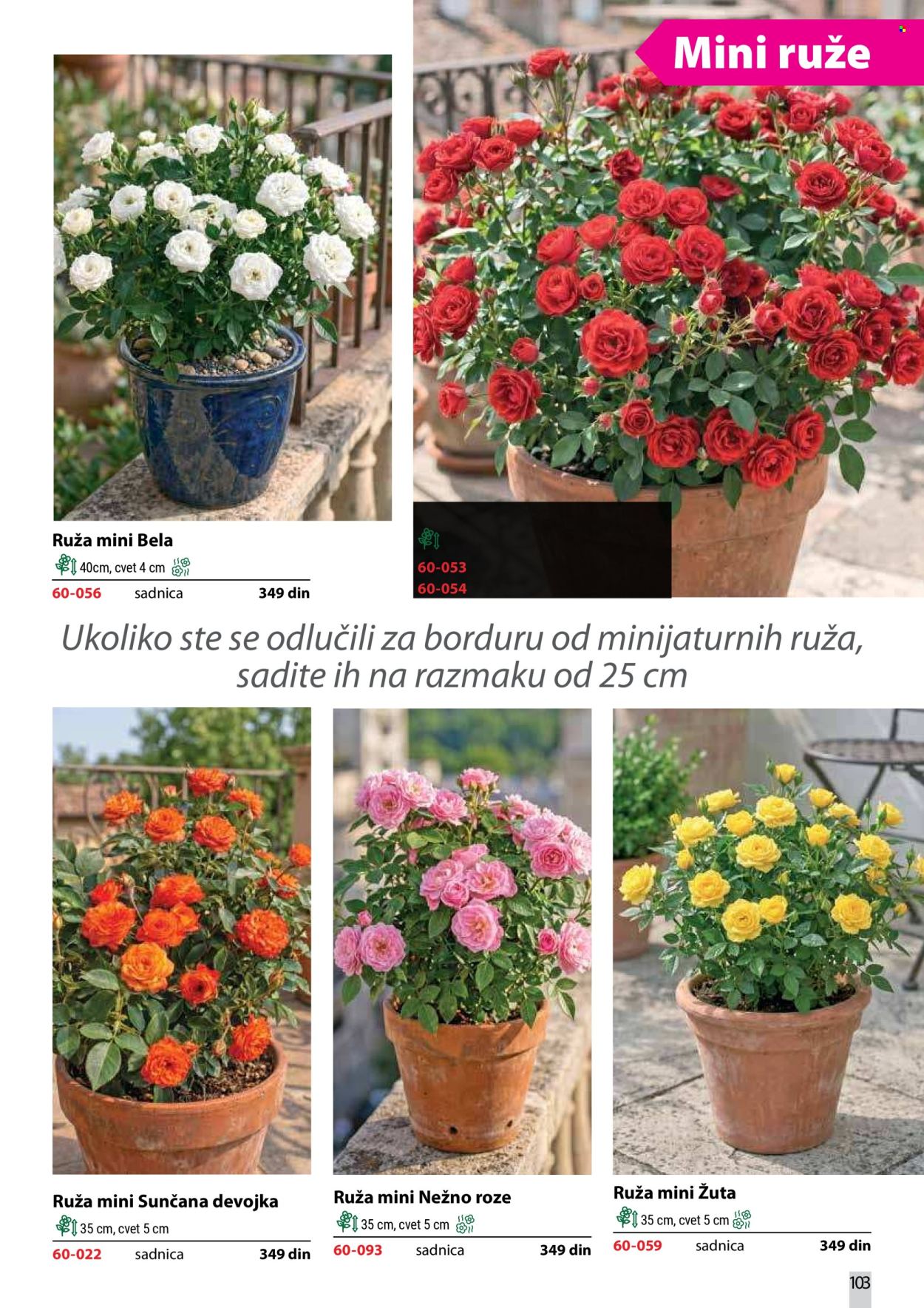 Flora Ekspres katalog. Stranica 103