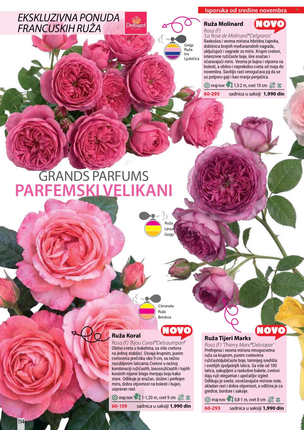 Flora Ekspres katalog. Stranica 114