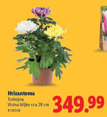 Hrizantema