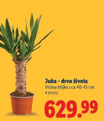 Juka - drvo života