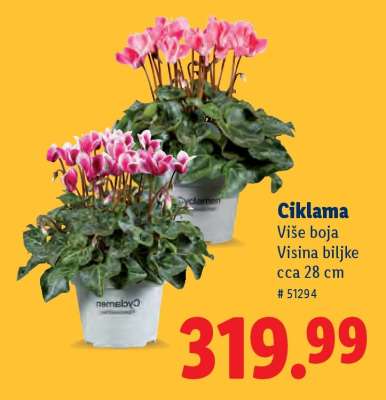 Ciklama