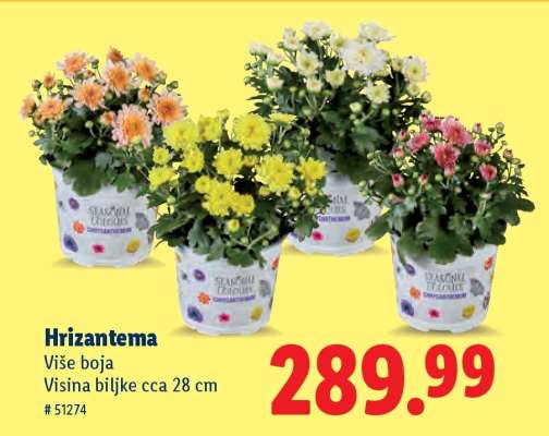 Hrizantema