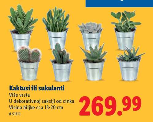 Kaktusi ili sukulenti