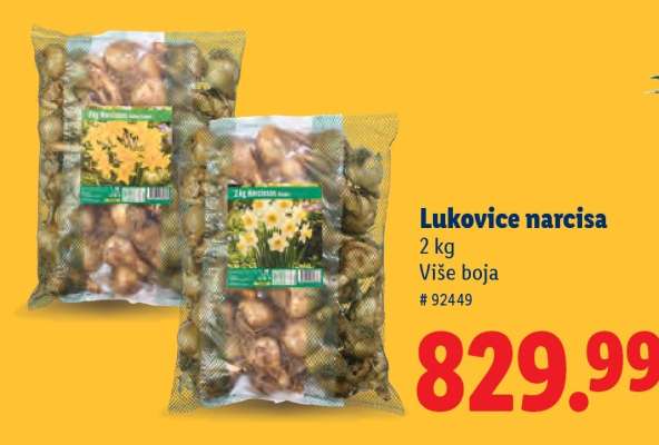 Lukovice narcisa