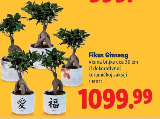 Fikus Ginseng