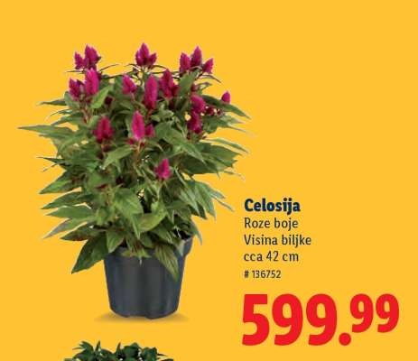 Celosija