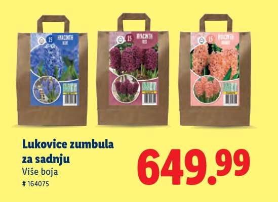Lukovice zumbula za sadnju