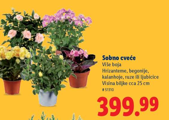 Sobno cveće