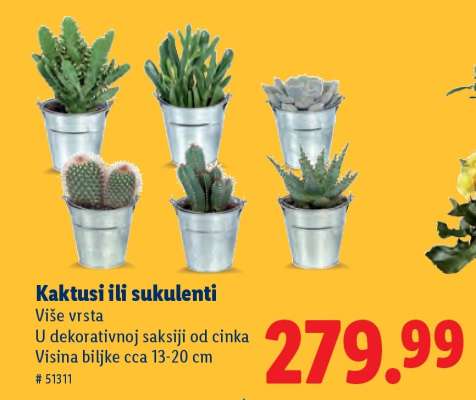 Kaktusi ili sukulenti