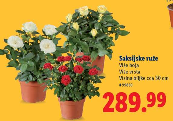 Saksijske ruže