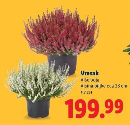 Vresak