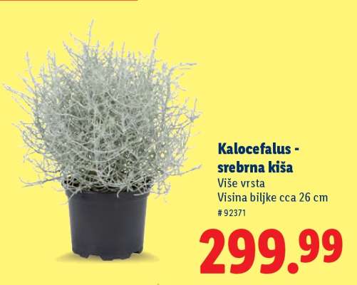 Kalocefalus - srebrna kiša