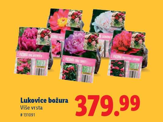Lukovice božura