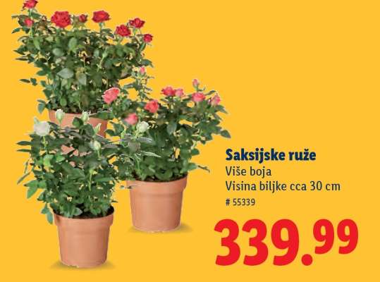 Saksijske ruže
