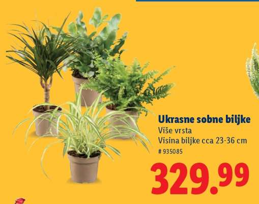 Ukrasne sobne biljke