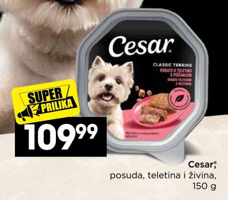 Cesar