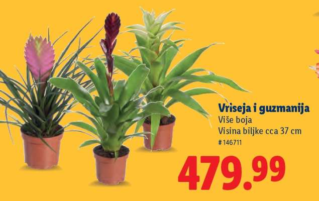 Vriseja i Guzmanija